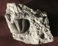 Monodechenella  macrocephala (Hall)