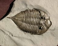 Dalmanites limulurus (GREEN 1832)