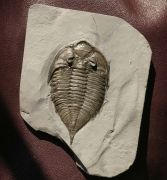Dalmanites limulurus (GREEN 1832)