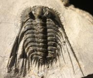 Kettneraspis c.f. bayarti (VIESEN, 2007)