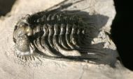 Kettneraspis c.f. bayarti (VIESEN, 2007)