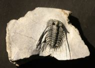 Kettneraspis c.f. bayarti (VIESEN, 2007)