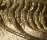 Kettneraspis c.f. bayarti (VIESEN, 2007)