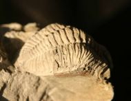 Odontocephalus aegeria (Meek and Worthen, 1868)