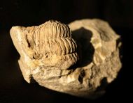 Odontocephalus aegeria (Meek and Worthen, 1868)