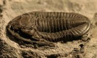 Basidechinella rowi (Green, 1838)