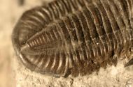 Basidechinella rowi (Green, 1838)