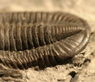 Basidechinella rowi (Green, 1838)