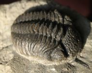 Viaphacops bomifrons