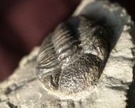 Viaphacops bomifrons