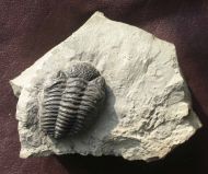 Viaphacops bomifrons
