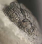 Viaphacops bomifrons