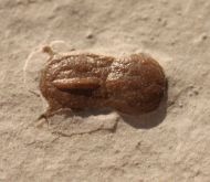 Ptychagnostus michaeli ROBISON, 1984