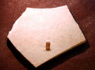 Ptychagnostus michaeli ROBISON, 1984