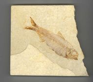 Knightia eocaena (Jordan, 1907)