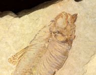 Knightia eocaena (Jordan, 1907)