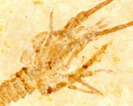 Palinurina longipes MNSTER, 1839