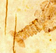 Palinurina longipes MNSTER, 1839