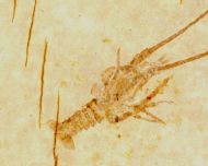 Palinurina longipes MNSTER, 1839