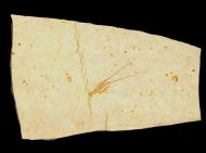 Palinurina longipes MNSTER, 1839