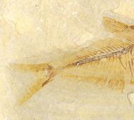 Diplomystus dentatus COPE, 1877