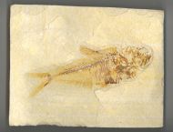 Diplomystus dentatus COPE, 1877