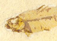 Knightia eocaena (Jordan, 1907)
