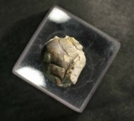 Amphilichas subpunctatus ESKER