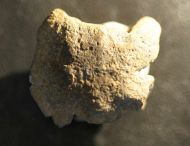 Brooksella alternata WALCOTT, 1896