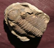 Eldredgeia venusta (WOLFART, 1968)
