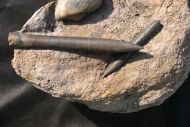 Belemnopsis baculiformis & Pleuromya sp.