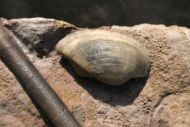 Belemnopsis baculiformis & Pleuromya sp.