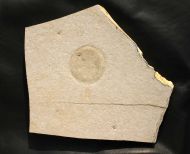 Medusites bicinctus (HAECKEL 1869)