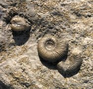 Garantiana  suevica , Anisocardia, Nicaniella & Pleuromya sp and