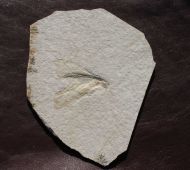 Mirmicium schroeteri GERMAR, 1839