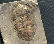 Asaphellus fezouataensis  Vidal, 1998