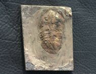 Asaphellus fezouataensis  Vidal, 1998