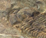 Conocoryphe heberti  (Munier-Chalmas and Bergeron, 1889)