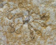 Saccocoma tenella GOLDFUSS