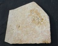 Saccocoma tenella GOLDFUSS
