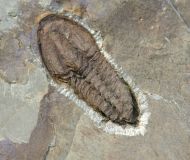 Solenopleuropsis (Solenopleuropsis) rouayrouxi (Munier-Chalmas a