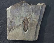 Solenopleuropsis (Solenopleuropsis) rouayrouxi (Munier-Chalmas a