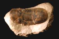 Paralejurus brongniarti (BARRANDE 1846)