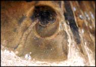 Paralejurus brongniarti (BARRANDE 1846)