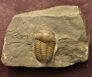 Ellipsocephalus hoffi (Schlotheim, 1823)
