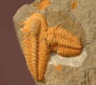 Agraulos ceticephalus (Barrande, 1846)