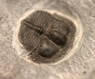 Salterolithus caractaci (MURCHISON 1839)