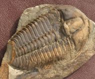 Ptychoparia milena (Kordule, 2006)