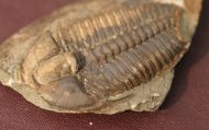 Ptychoparia milena (Kordule, 2006)