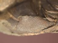 Ptychoparia milena (Kordule, 2006)